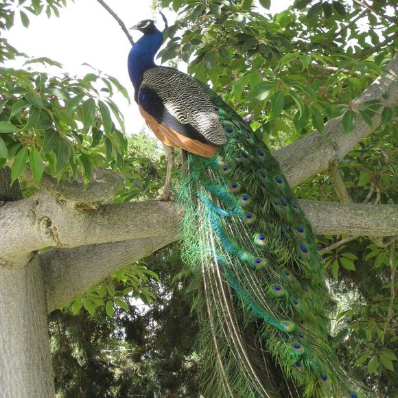 Meet your Posher, G carol - Picture 1 of 1